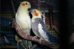 Nico und Cooper - die Erste