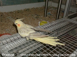 Rainbow an Sunday City 4