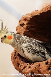 wildfarben geperlte Henne