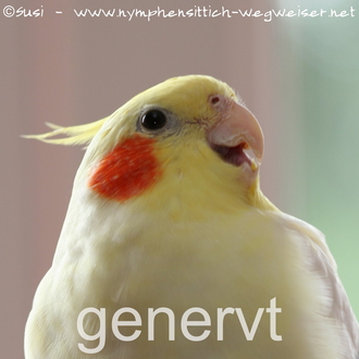genervter Nymphensittich