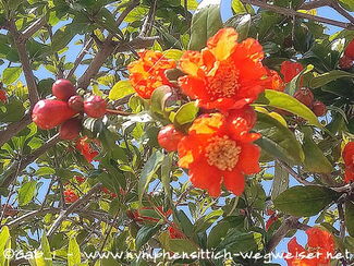 Granatapfelbaum in Blüte mit kleinen Früchten
