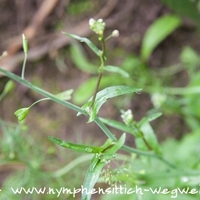 Hirtentäschel - Blatt
