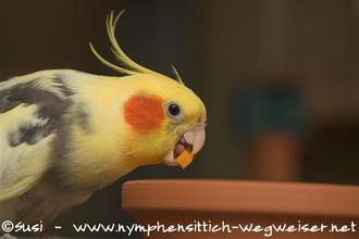 Justus mit Hokkaido Kürbis