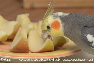 Apfel schmeckt manchen Nymphies gut