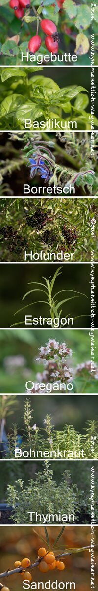 Heilpflanzen