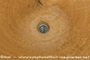 Rampamuffe in der Holzscheibe