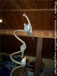 Die Bewohner von Rooftop Castle