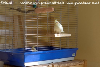 Käfig mit Neuzugang im gleichen Raum wie der Altvogel