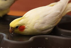 Wasser trinke ich am liebsten