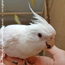 Weißkopflutino - Kopf