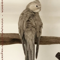 Weißkopf - Zimt - Henne (Weibchen) - Rückenansicht