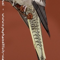 wildfarbene Henne - Schwanzunterseite