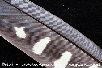 Schwungfeder einer wildfarbenen Henne oder eines wildfarbenen Jungvogels vor der Jungmauser