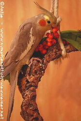 Zimtfarbene Kopffleckschecken Henne