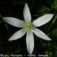 Star of Bethlehem