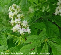 White Chestnut