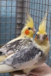 Blondie und Timmi im Januar
