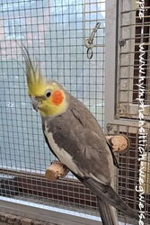 Charlie im Januar 2025