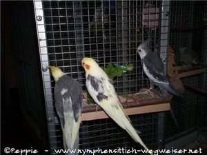 Cooper, Nico und Justus erobern die Villa Sunrise