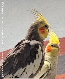 Cuddles mit Heidi Februar 2025