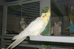 Gonzo auf der Anflugklappe des Sun Palace