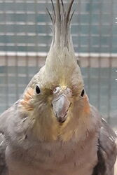 Gretel im April 2021