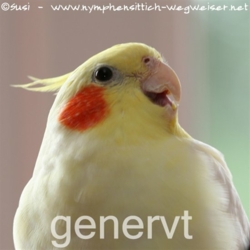 genervter Nymphensittich