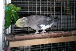 Jacko knabbert am Feldsalat