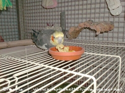 Jacko schmecken die Nudeln