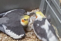 Knut und Lior "brüten"