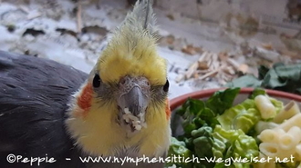 Lindbergh schmeckt es