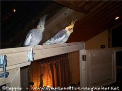 Maja und Hetfield auf der Voliere