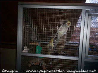 Mathilda, Lizzy-Boy und Fino