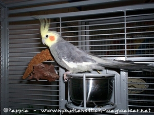 Micky auf dem Futternapf