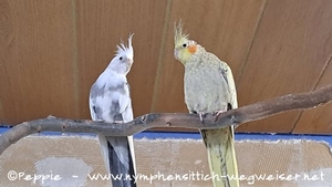 Pacy und Sasu im Februar 2025