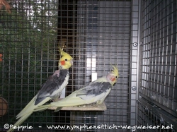 Piku mit Chico auf dem Sitzbrettchen