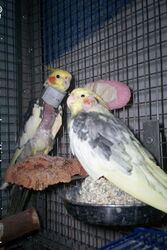 Piku und Chico in Sunday City