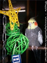 Prinz mit Weihnachtsbaum