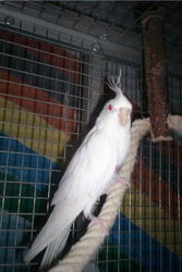 Schneeweißchen auf dem Seil