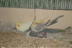 Sponcha-Maja und Pedro brüten 15.08.2015