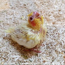 Falbe - Küken