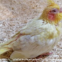 Falbe Babyvogel