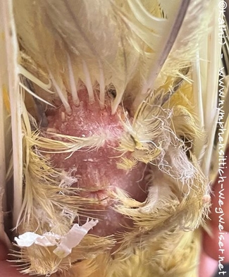 An der Kloake sieht man die Grabmilben gut