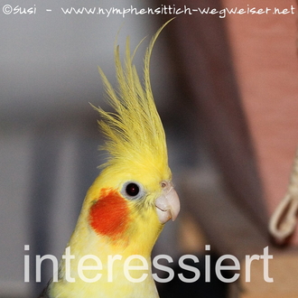 aufmerksamer Nymphie
