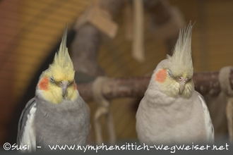 Dienstag und Maxi - auch dösen macht gemeinsam mehr Spaß