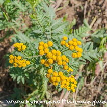 Rainfarnblüten von oben