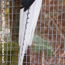 Weißkopfgeperlt (opalin) - Schwanzoberseite