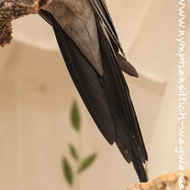Weißkopf wildfarbener Hahn - Schwanz von unten