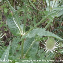 Kardendistel - Blätter