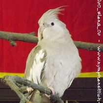 Weißkopf zimt Kopffleckschecke Henne - Gesamt